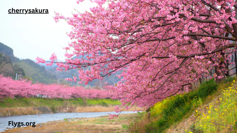 Cherry Sakura: Symbolism, Significance, and Seasonal Celebrations